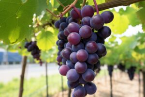 How do amino acids improve plant growth and development? How do amino acids improve plant growth and development