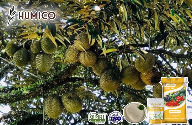 Enhancing Durian Growth with Amino Acid Fertilizers A Comprehensive Guide - Humico - Planting Durian