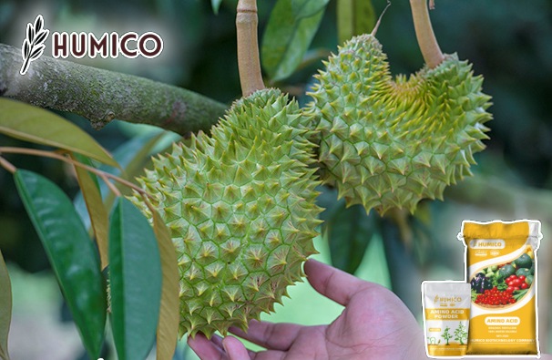 Enhancing Durian Growth with Amino Acid Fertilizers A Comprehensive Guide - Humico - Planting Durian