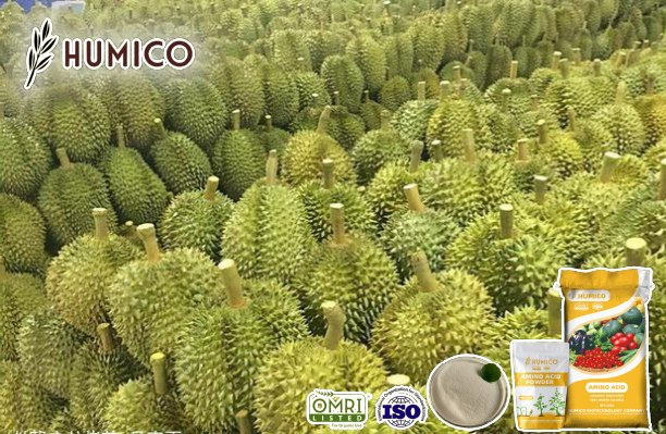 Enhancing Durian Growth with Amino Acid Fertilizers A Comprehensive Guide - Humico - Planting Durian