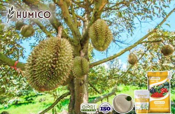 Enhancing Durian Growth with Amino Acid Fertilizers A Comprehensive Guide - Humico - Planting Durian