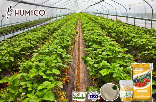 Humico - Magnesium Amino Acid Chelate Powder Organic Fertilizer Enhancing Fruit Growth and Quality
