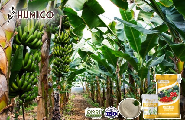 Humico - Magnesium Amino Acid Chelate Powder Organic Fertilizer Enhancing Fruit Growth and Quality