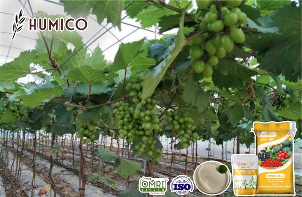 Humico - Magnesium Amino Acid Chelate Powder Organic Fertilizer Enhancing Fruit Growth and Quality - Planting Grape