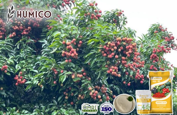 Humico - Magnesium Amino Acid Chelate Powder Organic Fertilizer Enhancing Fruit Growth and Quality - Planting Lychee