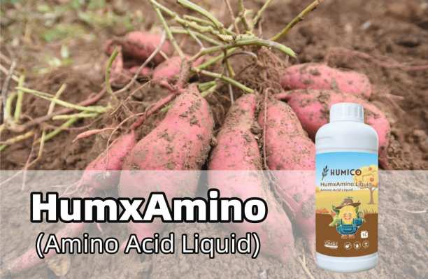 What is The Best Fertilizer for Sweet Potatoes How & When to Fertilize